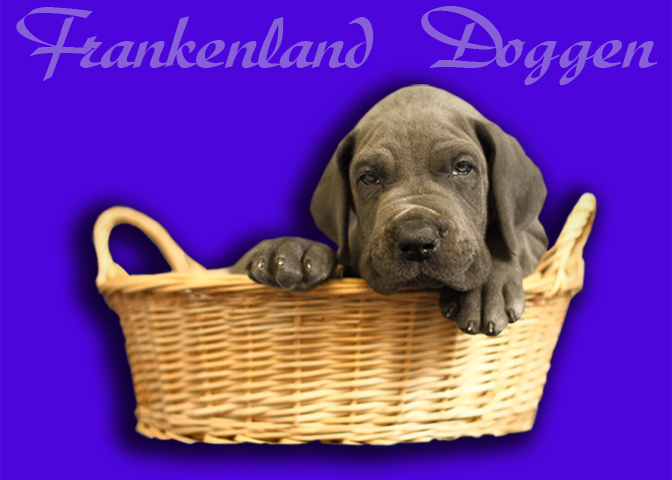 Deutsche Doggen vom Frankenland